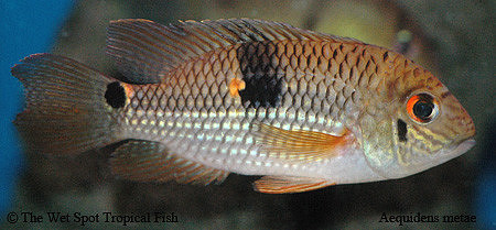 Aequidens metae - Yellow Acara