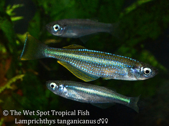 Lake Tanganyika Killi - Lamprichthys tanganicanus
