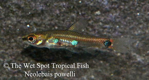 Neolebias powelli - Domino Neolebias
