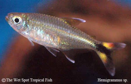 Hemigrammus sp. - Gold Fin Tetra