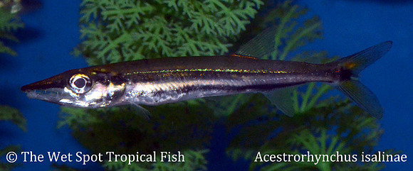 Acestrorhynchus isalinae - Freshwater Red Tail Barracuda