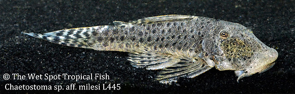 Chaetostoma aff. milesi "Spotted Rubberlip Plecco" L187a L445