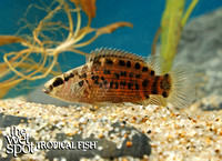 Badis assamensis Spotted Badis