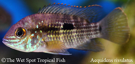 Aequidens rivulatus - Green Terror