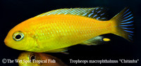 Tropheops sp. "Macrophthalmus" "Chilumba Mac"