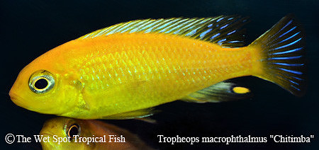 Tropheops sp. "Macrophthalmus" "Chilumba Mac"