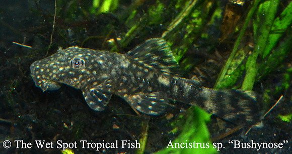 Ancistrus sp. "Bushynose Pleco"