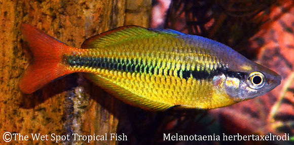 Yellow Rainbowfish - Melanotaenia herbertaxelrodi