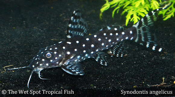 Synodontis angelicus - Polka Dot Squeaker Cat