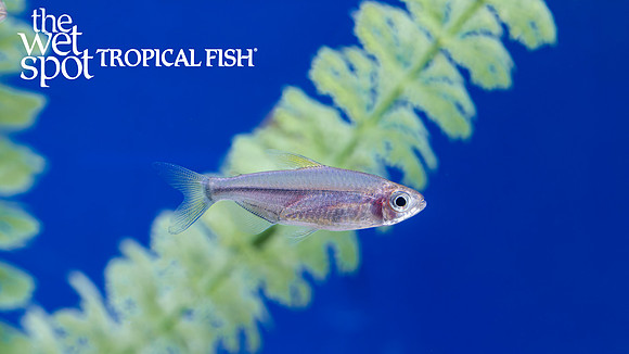 Alestopetersius sp."Nioki" "Mai Ndombe Congo Tetra"