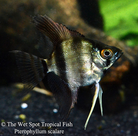 Pterophyllum scalare - Zebra Angelfish