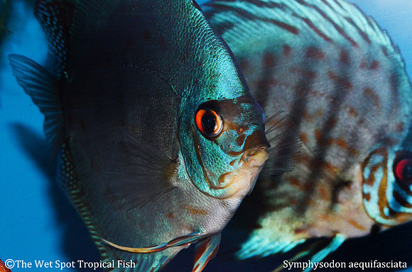 Symphysodon aequifasciata - Blue Cobalt Discus