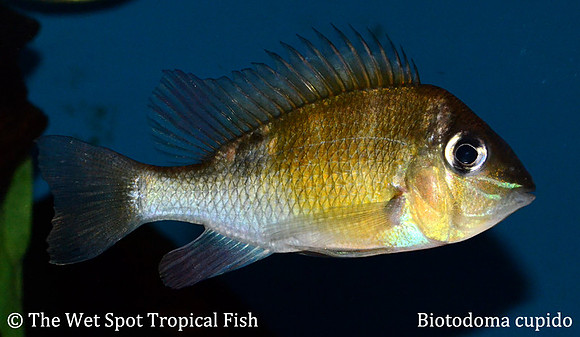 Biotodoma cupido - Cupid Cichlid