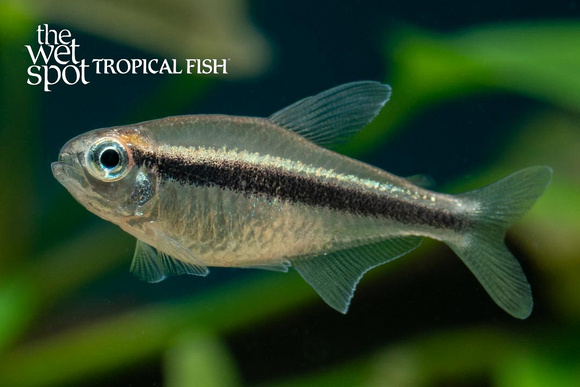 Moenkhausia phaeonota - Piaba Tetra