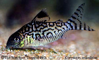 Corydoras reticulatus - Network Cory