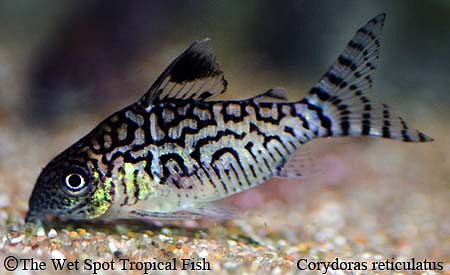 Corydoras reticulatus - Network Cory