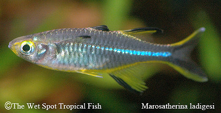 Celebes Rainbow - Marosatherina ladigesi