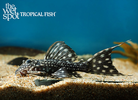 Pseudacanthicus sp. "L097" "Polka Dot Cactus Pleco"