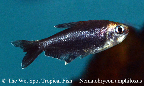 Nematobrycon amphiloxus - Black Emperor Tetra