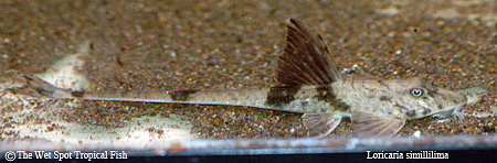 Marble Whiptail Catfish - Loricaria simillima