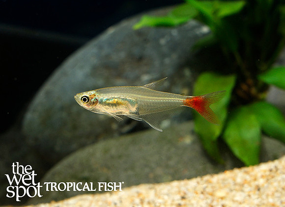 Prionobrama filigera - Glass Bloodfin Tetra
