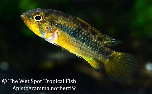 Apistogramma norberti ♀