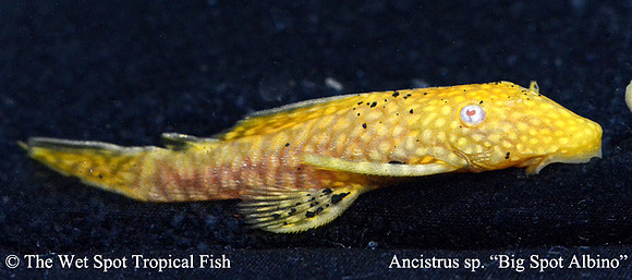 Ancistrus sp. "Big Spot Albino Bushynose Pleco"