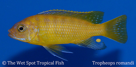 Tropheops romandi juvenile