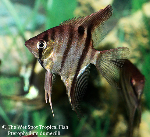 Pterophyllum dumerilli - Long Nose Angelfish