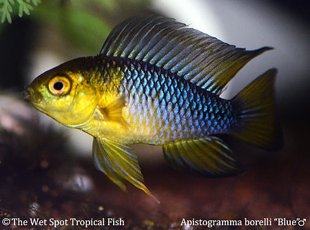 Apistogramma borellii "Blue"