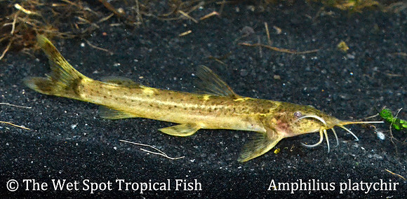 Amphilius platychir - Kuhli Cat