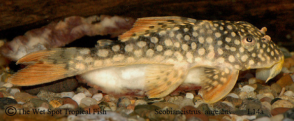 Scobiancistrus aureatus "Goldie Pleco" L014