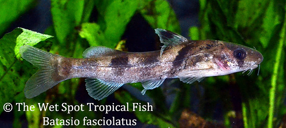 Batasio fasciolatus - Bengal Tiger Cat