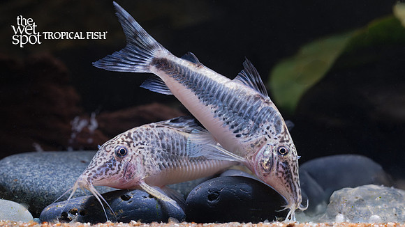 Corydoras cf.  semiaquilus "Peru Black"
