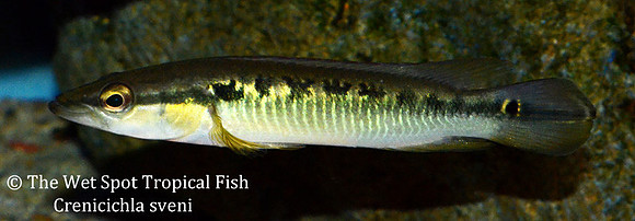 Crenicichla sveni