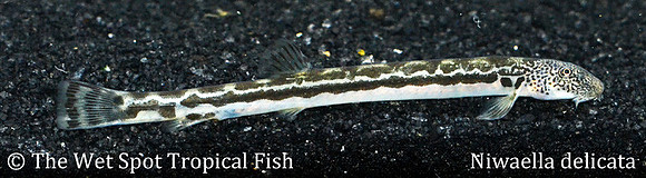 Niwaella delicata - Monitor Lizard Loach