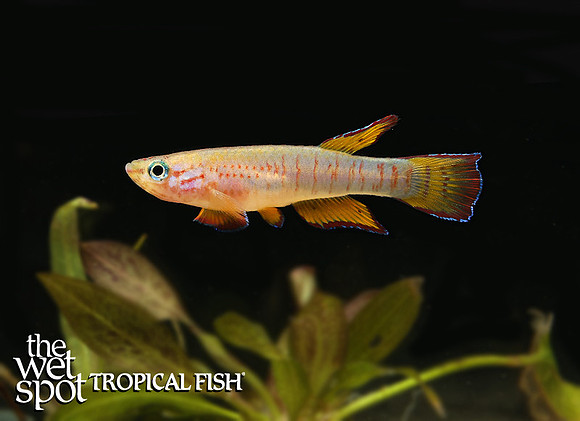Epiplatys dargei "Darge's Panchax"