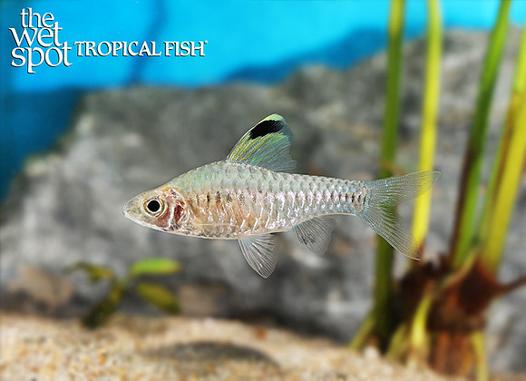 Oreichthys cosuatis "Hi-Fin Headstander Barb"