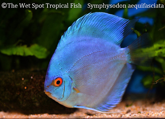 Symphysodon aequifasciata - Blue Diamond Discus