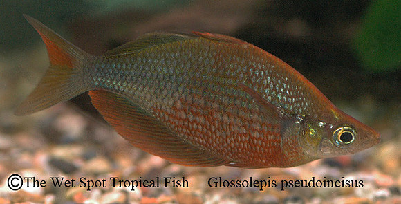 Millenium Rainbowfish - Glossolepis pseudoincisus