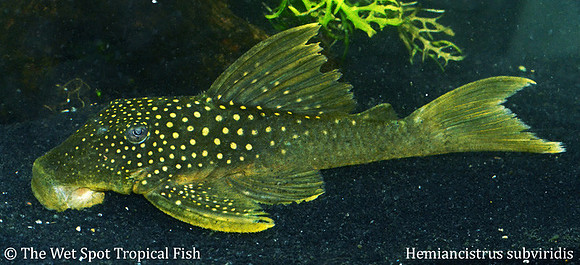 Hemiancistrus subviridis "Green Phantom Pleco" L200