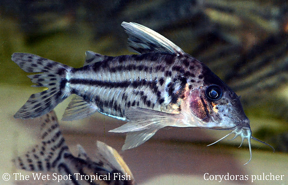 Corydoras pulcher - Pretty Cory