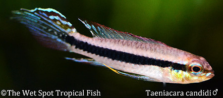 Taeniacara candidi - Black-Stripe Dwarf Cichlid ♂