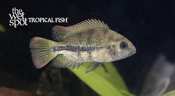 Rio Antigua vieja fenestrata