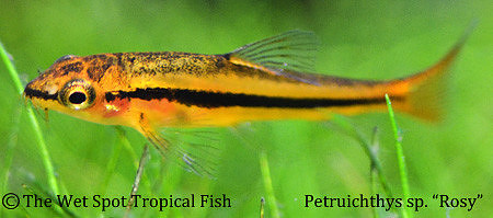 Petruichthys sp. - Burmese Rosy Loach