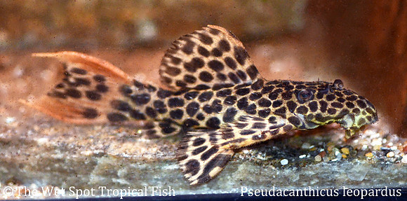 Pseudacanthicus cf. leopardus "Red Fin Sternella" L114