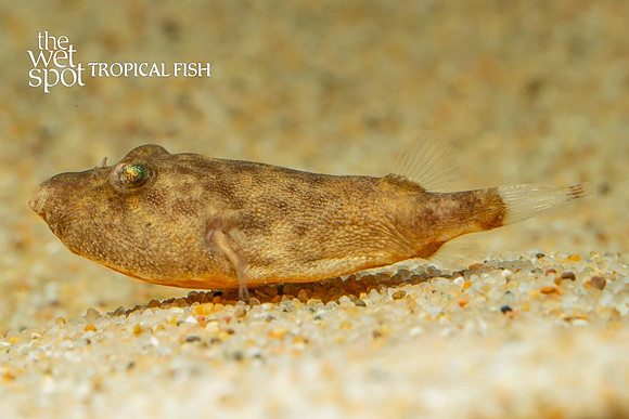 Congo Puffer - Tetraodon miurus