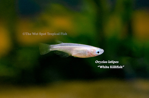 White Killifish - Oryzias latipes