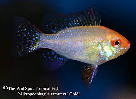 Mikrogeophagus ramirezi - German Gold Ram