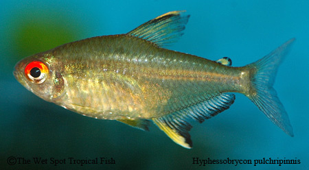 Hyphessobrycon pulchripinnis - Lemon Tetra